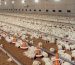 Chick-Feeder-2
